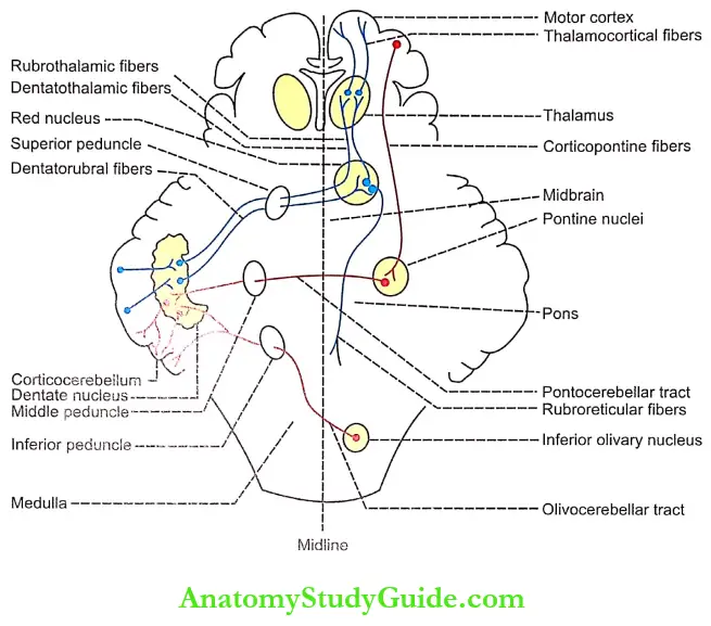 Cerebellum Physiology Notes - Anatomy Study Guide