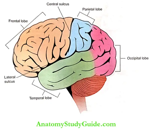 Cerebral Cortex Physiology Notes - Anatomy Study Guide