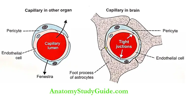 Cerebrospinal Fluid The Blood Brain Barrier