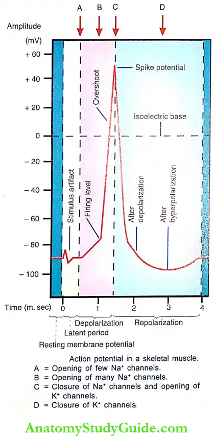 Changes During Muscular Contraction Introduction Action Potential In A Skeletal Muscle