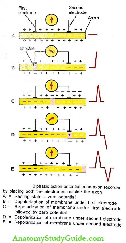 Changes During Muscular Contraction Introduction Biphasic Action Potential In An Axon Recorded By Placing Both The Eletrodes Outside The axon