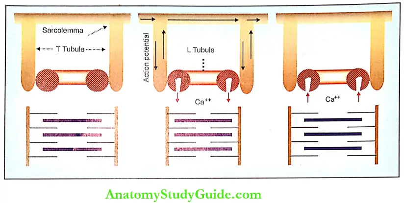 Changes During Muscular Contraction Introduction Changes In Sarcomere During Contraction