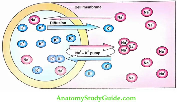 Changes During Muscular Contraction Introduction Development Of Resting Membrane Potential By Sodium Potassium Pump And Diffusion Of Ions