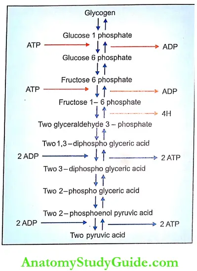 Changes During Muscular Contraction Introduction Glycolysis