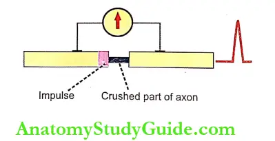 Changes During Muscular Contraction Introduction Monophasic Action Potential In A Crushed Axon