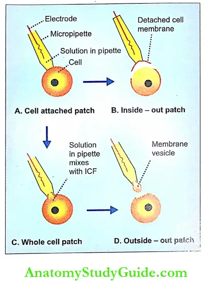 Changes During Muscular Contraction Introduction Patch Clamp Configurations