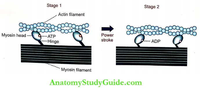 Changes During Muscular Contraction Introduction Power Stroke By Myosin Head