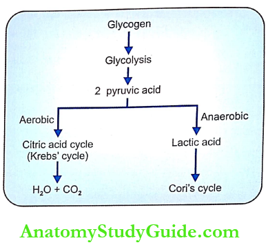 Changes During Muscular Contraction Introduction Schematic Diagram Showing Carbohydrate Metabolism In Muscle