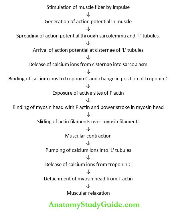 Changes During Muscular Contraction Introduction Sequence Of Events During Muscular Contraction