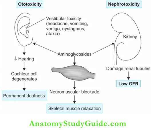 Chemotherapy Common Adverse effects Of Aminoglycosides