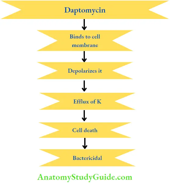 Chemotherapy Daptomycin