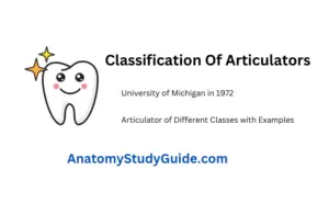 Articulators Principles, Types And Uses - Anatomy Study Guide