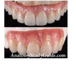 Condylar Guidance And Incisal Guidance