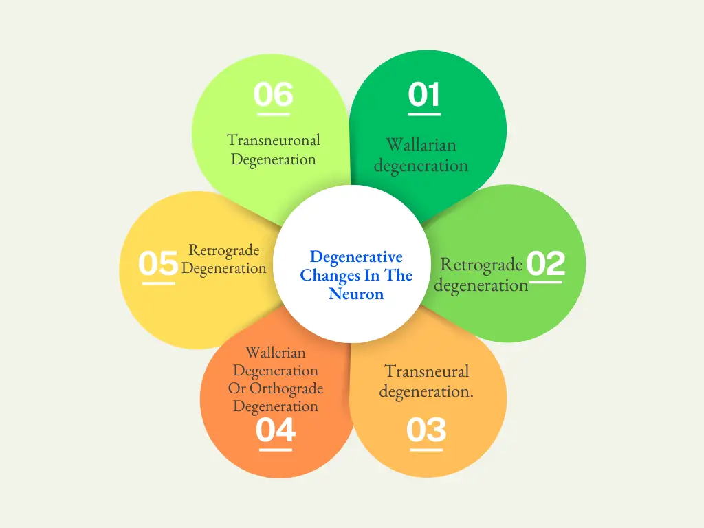Degenerative Changes In The Neuron