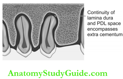 Dental Anomalies Dental Caries Pulp Periapical And Periodontal Lesions Hypercementosis