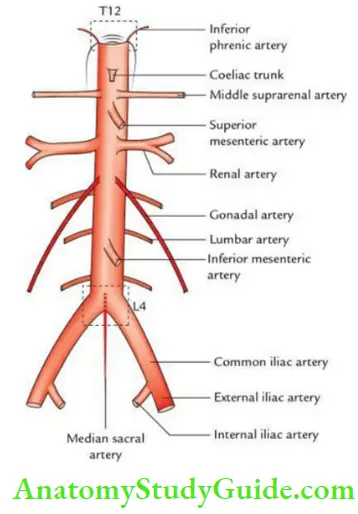 Diaphragm Muscles Of Posterior Abdominal Wall And Great Vessels Of Abdomen Abdominal Aorta