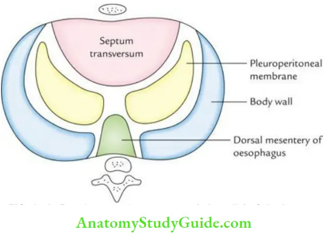 Diaphragm Muscles Of Posterior Abdominal Wall And Great Vessels Of Abdomen Development Components