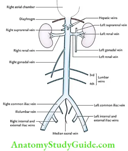 Diaphragm Muscles Of Posterior Abdominal Wall And Great Vessels Of Abdomen Inferior Vena Cava