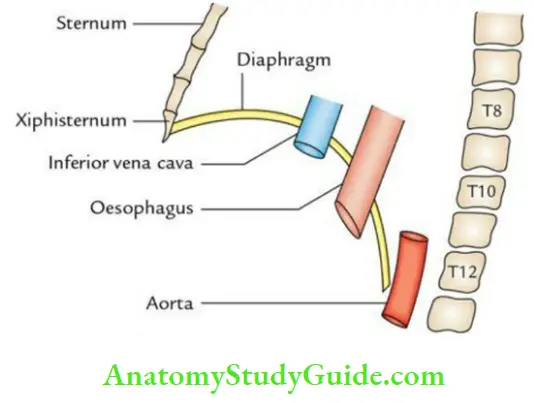 Diaphragm Muscles Of Posterior Abdominal Wall And Great Vessels Of Abdomen Major Openings Of Diaphragm