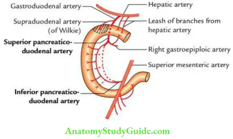 Duodenum Pancreas And Portal Vein Arterial Supply Of The Duodenum