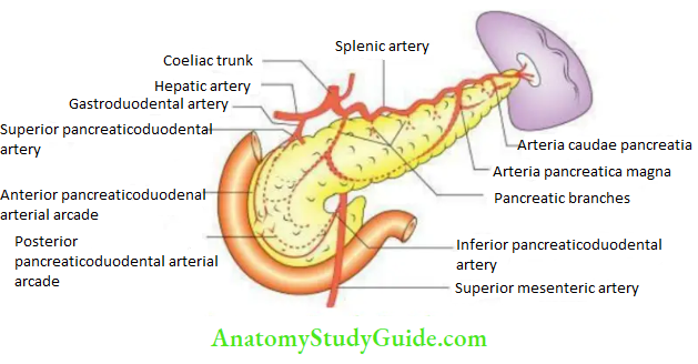 Duodenum Pancreas And Portal Vein Arterial Supply Of The Pancreas