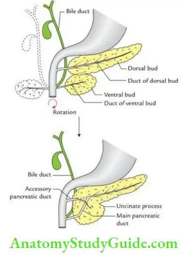 Duodenum Pancreas And Portal Vein Development Of The Pancreas