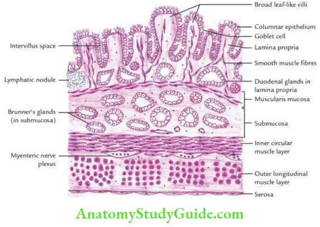 Duodenum Pancreas And Portal Vein Histological Features Of The Duodenum