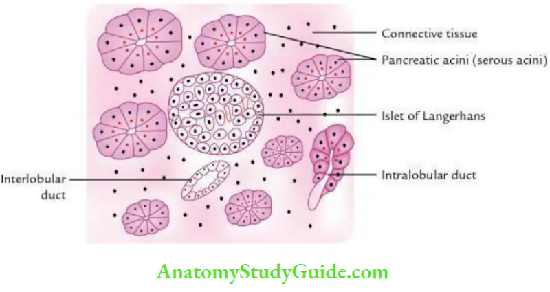 Duodenum Pancreas And Portal Vein Histological Features Of The Pancreas