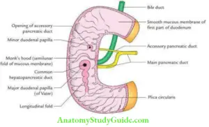 Duodenum Pancreas And Portal Vein Question Answers - Anatomy Study Guide