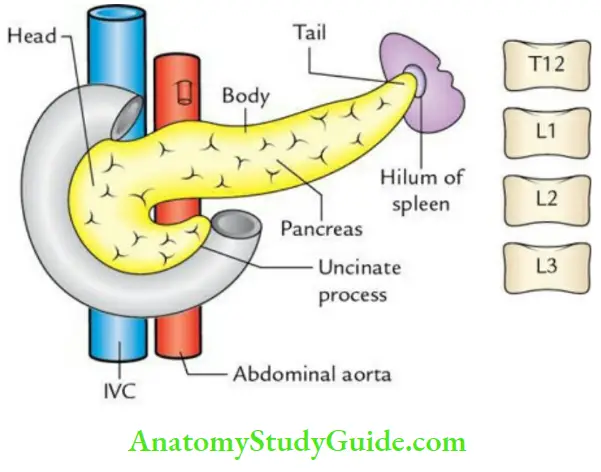 Duodenum Pancreas And Portal Vein Location And Parts Of The Pancreas