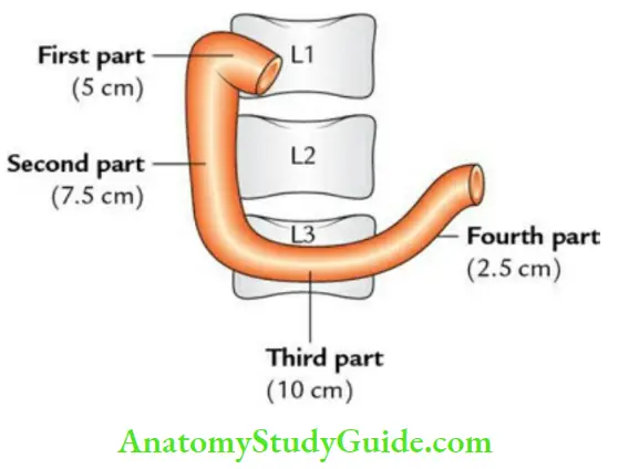 Duodenum Pancreas And Portal Vein Parts Of the Duodenum