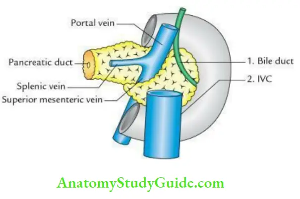 Duodenum Pancreas And Portal Vein Relations Of The Head Of Pancreas Of Posterior Relations