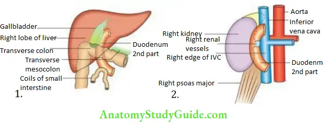 Duodenum Pancreas And Portal Vein Relations Of The Second Part Of Duodenum