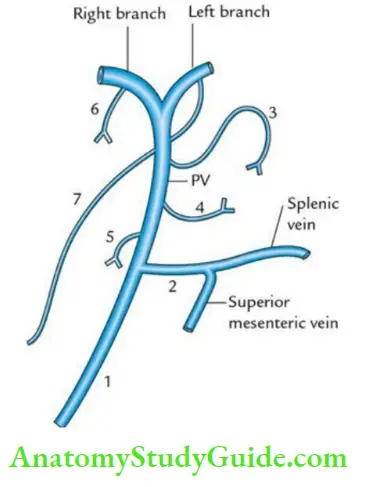 Duodenum Pancreas And Portal Vein Question Answers - Anatomy Study Guide