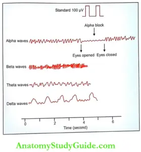 Electroencephalogram Physiology Notes - Anatomy Study Guide