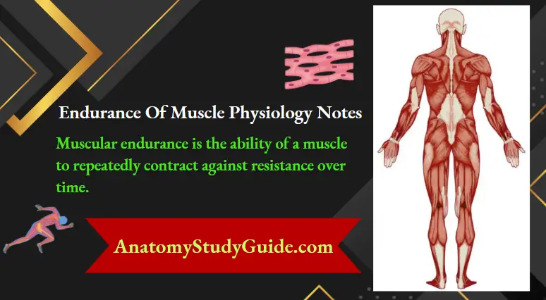 Endurance Of Muscle Physiology Notes