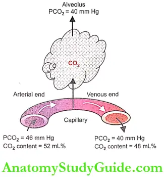 Exchange of Respiratory Gases Physiology Notes - Anatomy Study Guide