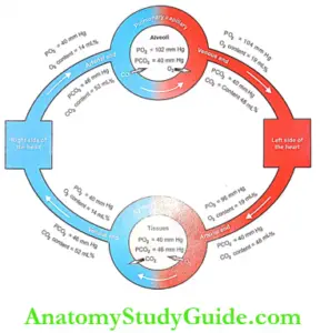 Exchange of Respiratory Gases Physiology Notes - Anatomy Study Guide