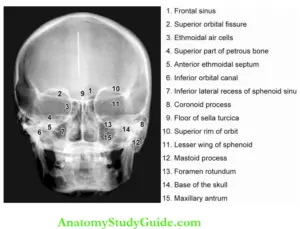 Extraoral Radiographic Techniques - Anatomy Study Guide