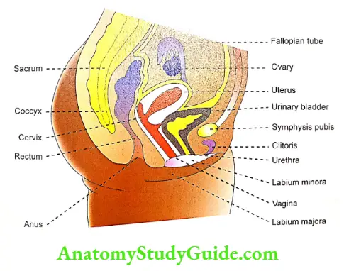 Female reproductive system Female reproductive organs and other organs of pelvis