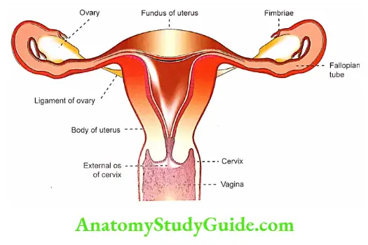 Female reproductive system Female reproductive system