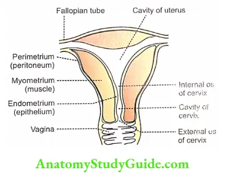 Female reproductive system Section of uterus