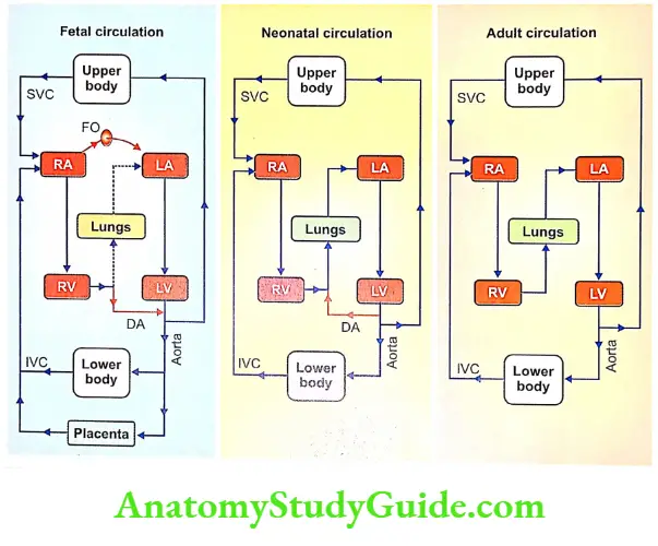 Fetal Circulation And Respiration Fetal neonatal And adult Circulation