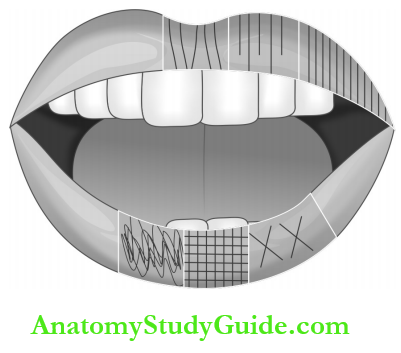 Forensic Dentistry Classification Of Lip Prints