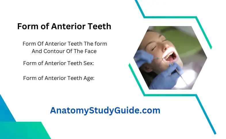 Form of Anterior Teeth
