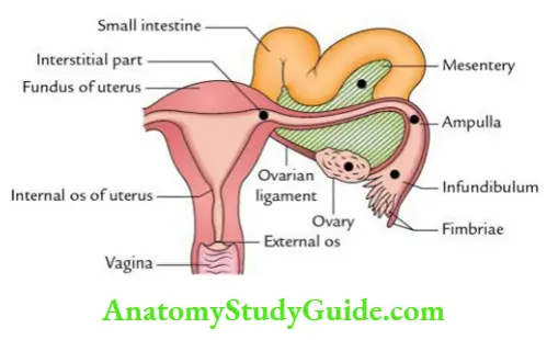 General embryology Abnormal sites of implantation.