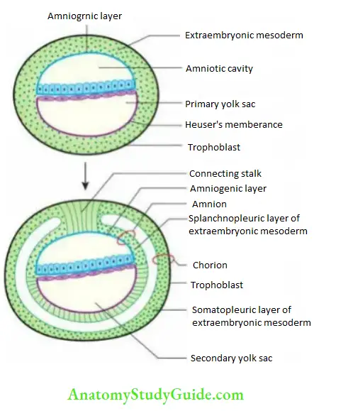 General embryology Amnion