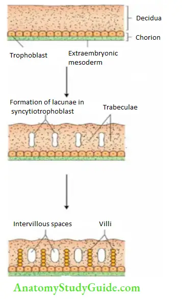 General embryology Chorion and decidua.