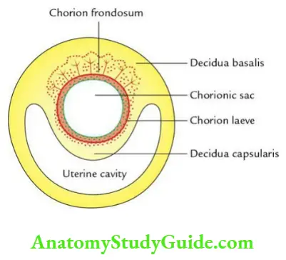 General embryology Chorion.