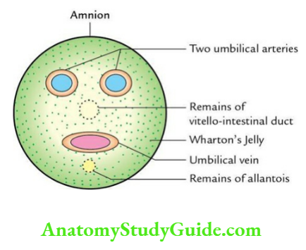 General embryology Contents of umbilical cord